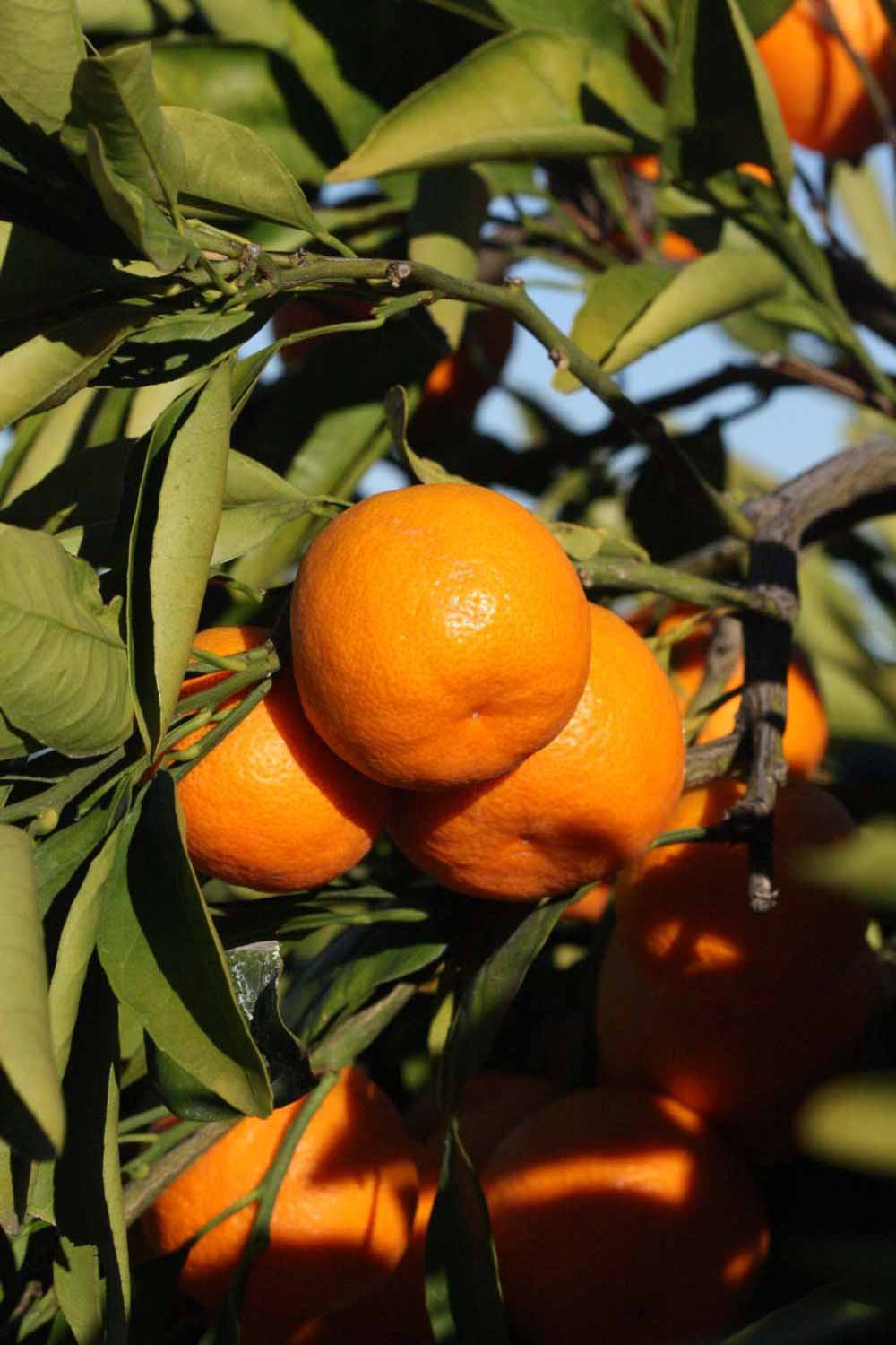              Fruit (Riverside, CA)       